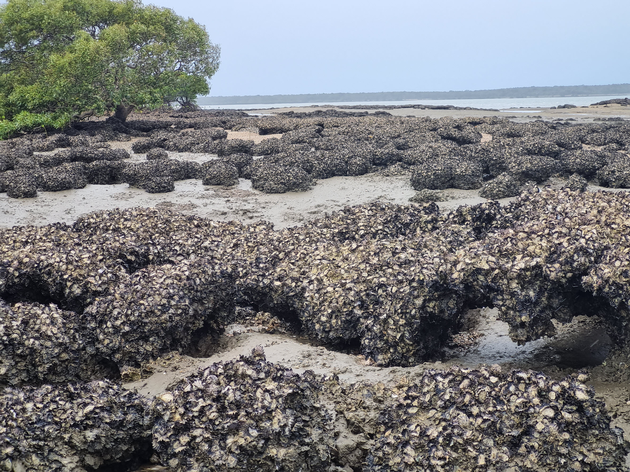 Oyster Reefs at She-Oak Island, Queensland