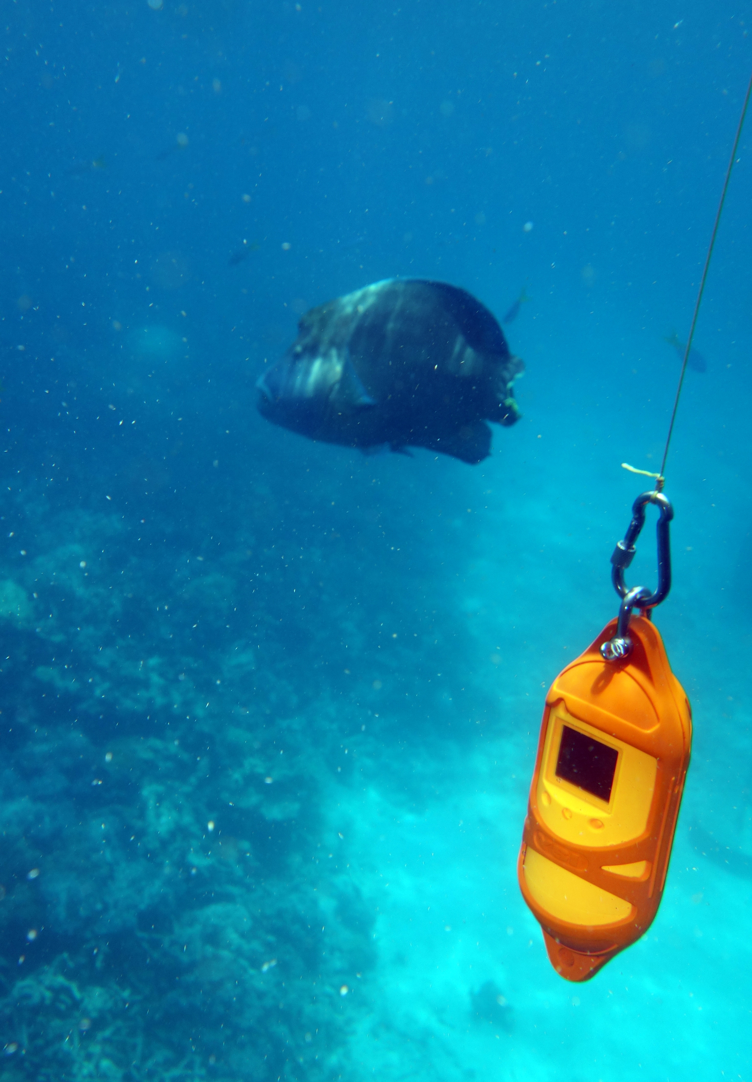 Oceanographic instrument measuring temperature, conductivity and salinity on coral reef with uninterested maori wrasse in background, Great Barrier Reef, Queensland, Australia. No PR