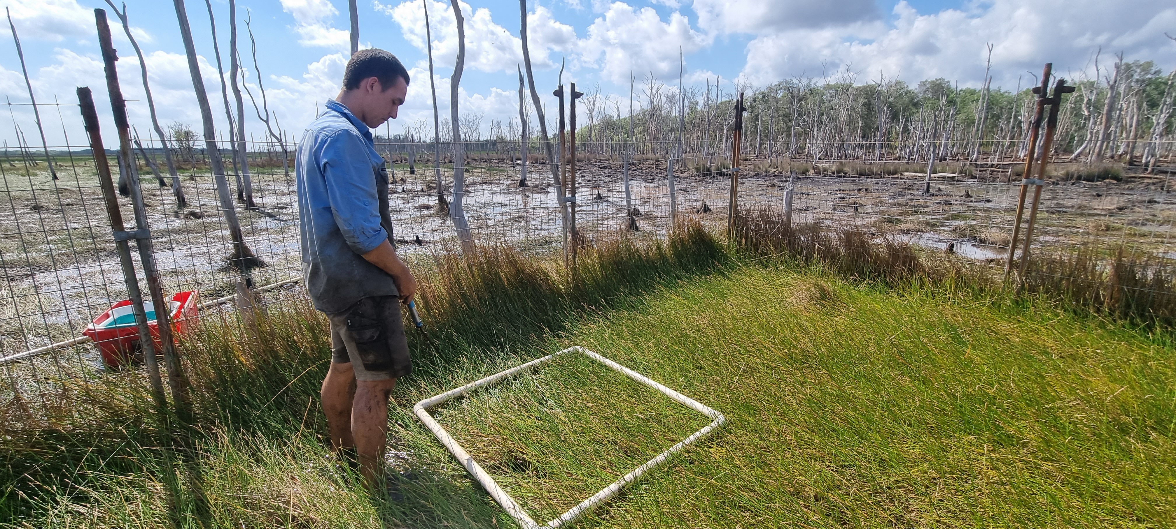 Wetland vegetation recovery within feral ungulate exclusion plots