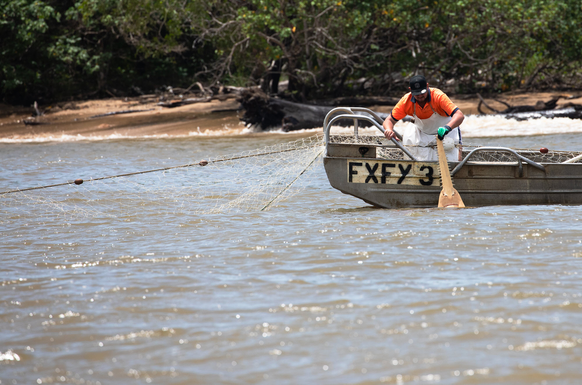A commercial fisher in the Gulf of Carpentaria releasing a largetooth sawfish captured as bycatch in a gillnet