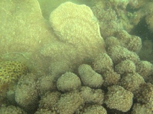 Gonipora, Podobacia, Favia coral on Middle reef, Queensland