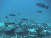 Abundant coral trout (Plectropomus leopardus) and other reef fish species
