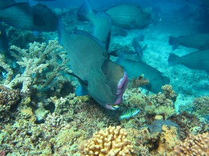 A school of bumpheaded parrotfish (Bolbometapon muricatum)