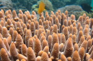 GBR Coral (Acropora millepora)