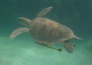 Green sea turtle (Chelonia mydas) swimming with attached remoras (Echeneis naucrates)