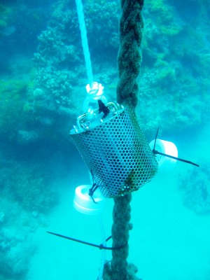 Pesticide passive samplers (Polar and non-polar) deployed at Fitzroy Island, Queensland
