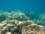 Aukane Reef second flank