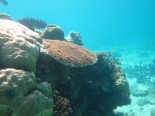 Kabbikane Reef second flank