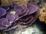 Poruma Reef