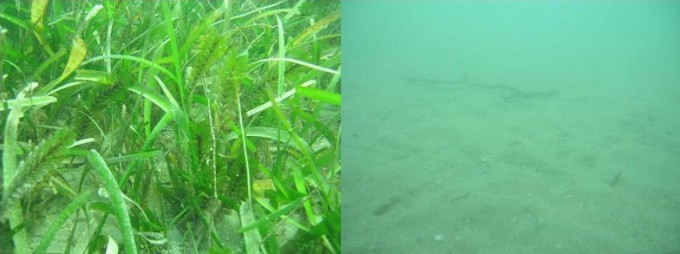 Decline of seagrass meadow at Magnetic Island