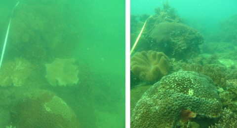 Pelican Island Site2 in 2011(left)  and 2014 (right)
