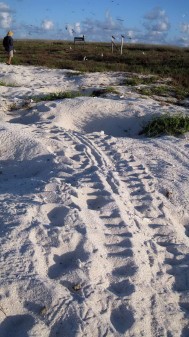 Turtle tracks