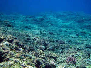 Coral sea, low complexity habitat