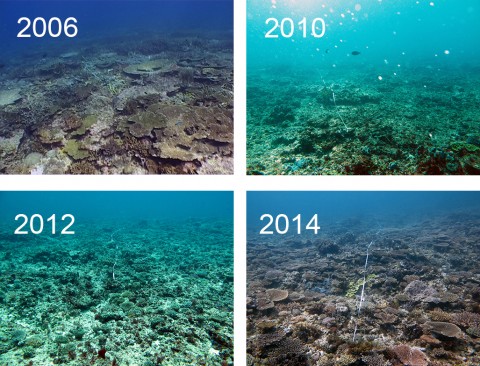 Time series of coral reef disturbance and recovery 
