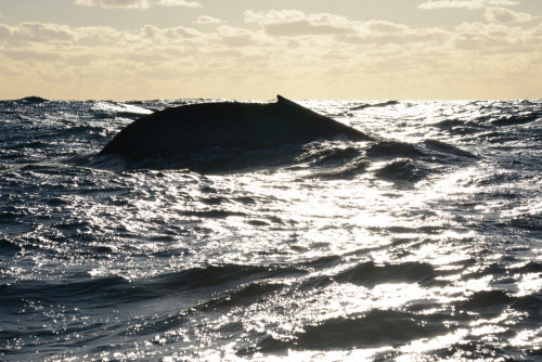 A pygmy blue whale in deep water off North West Cape