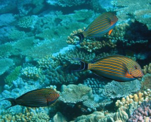 Populations of herbivorous fish