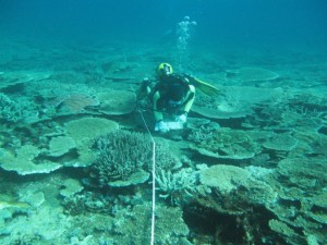 Torres Strait reefs assessment
