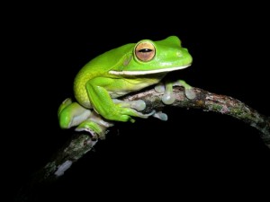 White-lipped Treefrog