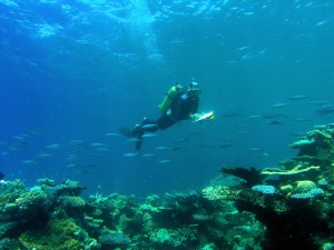 Underwater visual survey