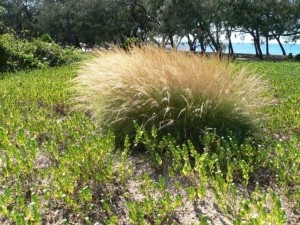 Weeds on Magnetic Island