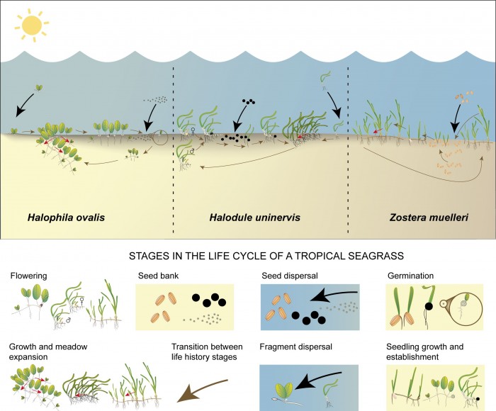 Reproductive cycle of example seagrass species