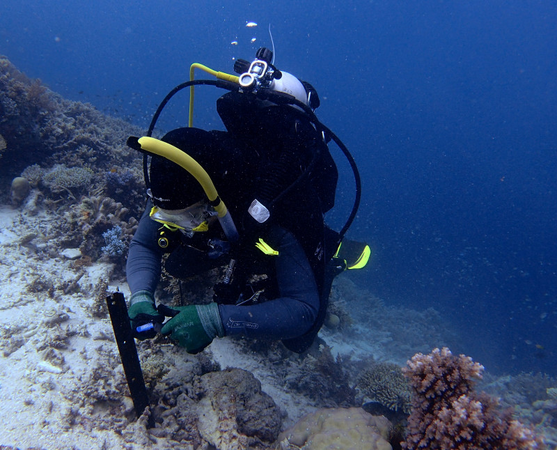 AIMS diver installs  Temperature logger installation on the slope of Lagoon Reef