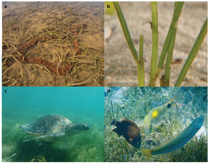 Seagrass fauna