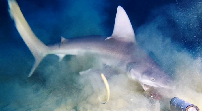 Barren sandy seabed was generally found to support a low diversity fish community,  though a number of shark species such as sandbar sharks (Carcharhinus plumbeus) which are likely to range widely were a notable observation over these barren habitats