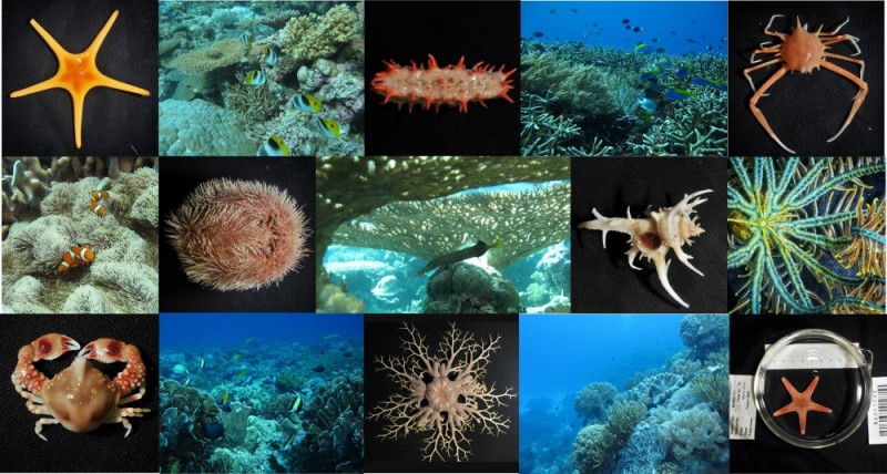 Biodiversity in north west Australia