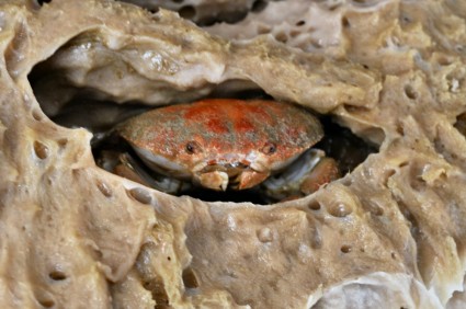 Crab living inside a sponge
