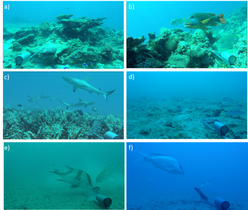 Examples of fish and sharks observed at Money Shoal, Arafura Marine Park