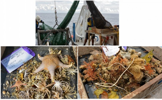 Examples of what we found in the sleds.  Left - dominated by feather starts, brittle stars and sea stars.  Right - dominated by sponges and soft corals.