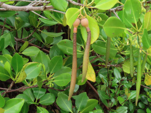 Spotted mangrove (Rhizophora stylosa) with mature propagules