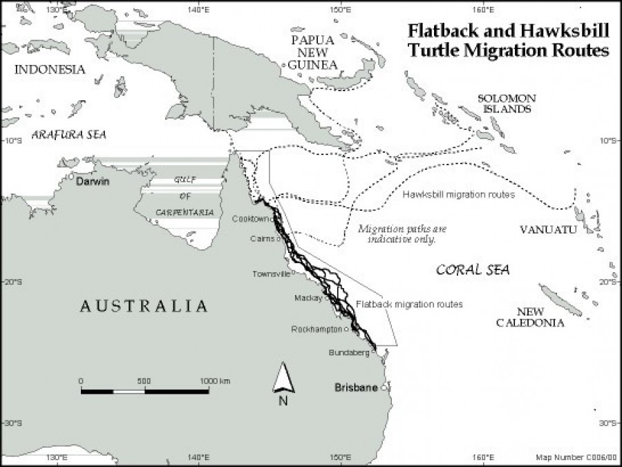 Flatback and hawksbill turtle migration routes