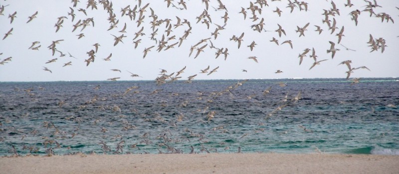 Terns in the Swains region of the Great Barrier Reef.