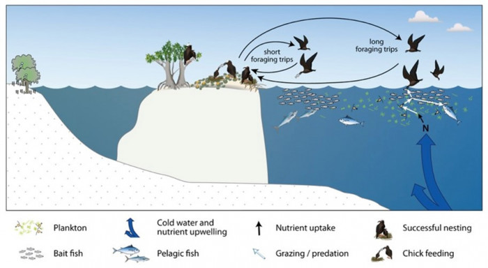 Seabird breeding activity conceptual diagram