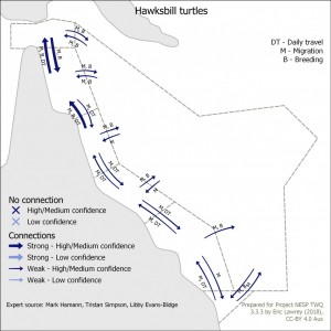 Hawksbill turtles