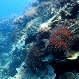 Crown of thorns starfish connectivity
