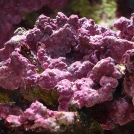 Crustose coralline algae