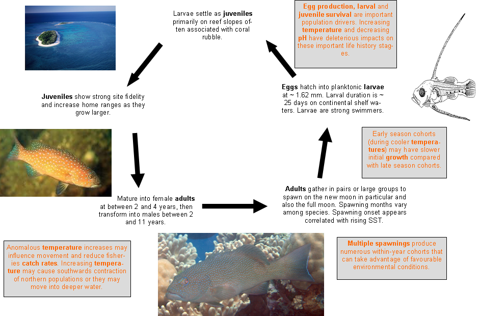 Common coral trout - life cycle