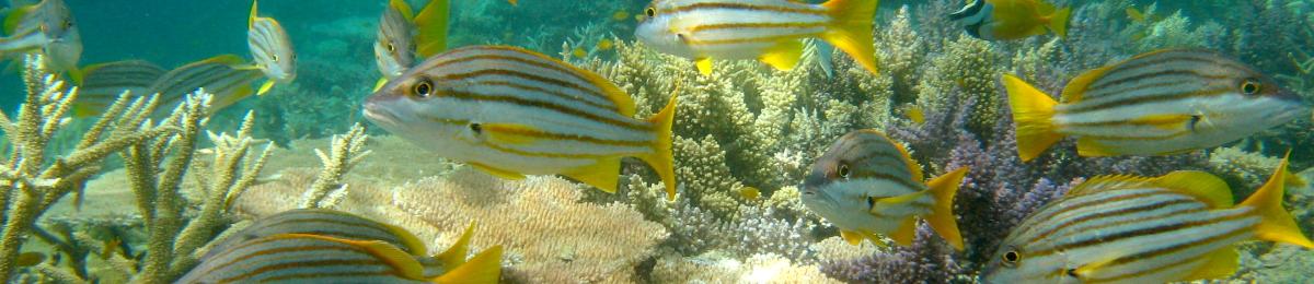 School of Spanish Flag Fish (Lutjanus Carponotatus)