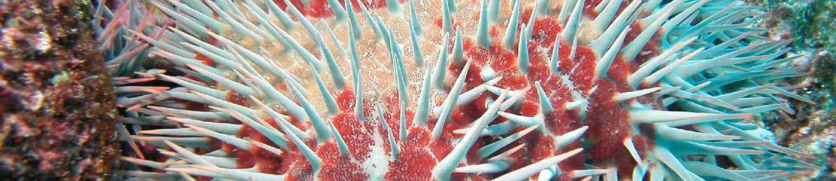 Crown of thorns starfish (Acanthaster planci)