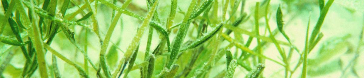 Seagrass