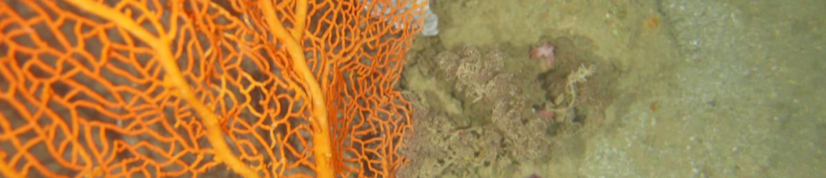 NWS2S benthic habitat still Area 1 Tow 3 Photo 3