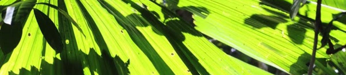 Daintree Palms