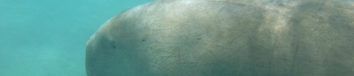 Dugong