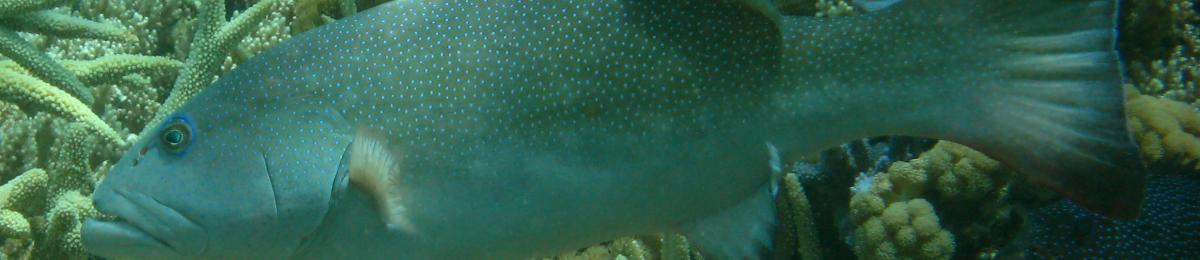 Figure 1 Coral trout