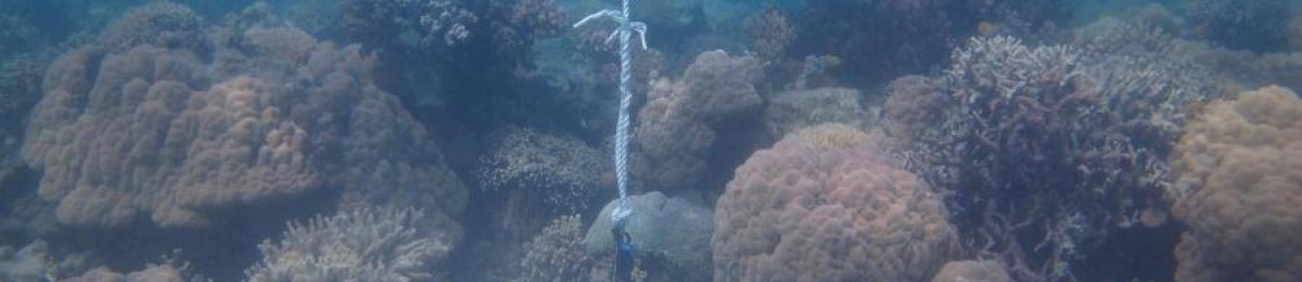 Woiz Reef - Torres Strait Temperature Logger (Flat Logger: WOIZFL1)