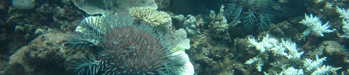 Crown-of-thorns starfish feeding