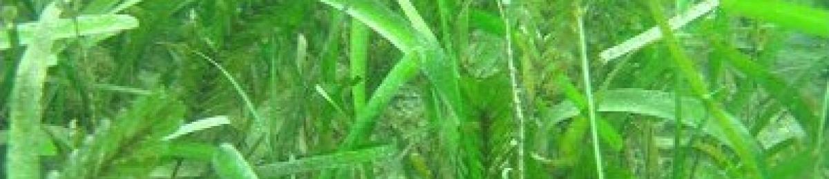 Seagrass meadow at Magnetic Island